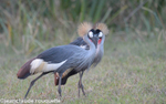 Crown cranes