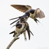 Swallow (Hirundo rustica) feeding fledglings