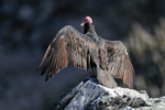 Turkey Vulture spreading wings, Chanaral Island, Chile
