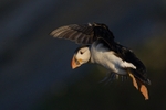 Atlantic Puffin