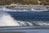 Giant Petrel gliding behind wave, Sea Lion Island