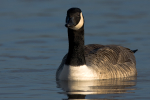 Canada Goose