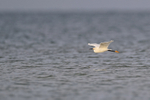 Snowy Egret in flight low over sea, Fort De Soto, Florida