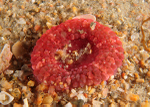 Capnea sanguinea