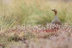 Ruddy-headed Goose in pink foliage, Carcass Island, Falklands