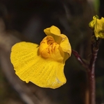 Southern bladderwort (Utricularia australis) 