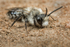Andrena cineraria (m)
