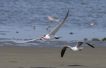 Caspian Tern & Hartlaub's Gull