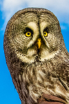 great grey owl stryx nebulosa-0162