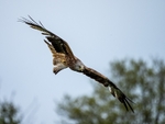 Red Kite
