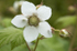Thimbleberry.