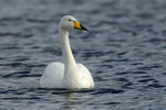 Whooper Swan