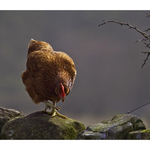 Hen