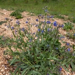 Summer forget-me-not (Anchusa azurea) 