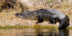 Aligators _0034