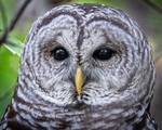 Barred Owl