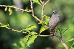 Roadside Hawk on open perch, Costa Rica