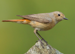 Redstart 2