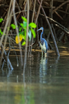 Tricolored Heron (adult) in mangroves, Costa Rica