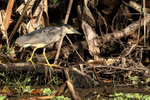 Black-crowned Night-Heron, Corkscrew Swamp, Florida