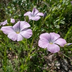 Mallow Flax (Linum viscosum) 