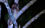 Tabin wildlife reserve