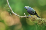 Palm Tanager, Costa Rica