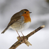 Robin in the snow