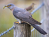 CUCKOO MEGA 3