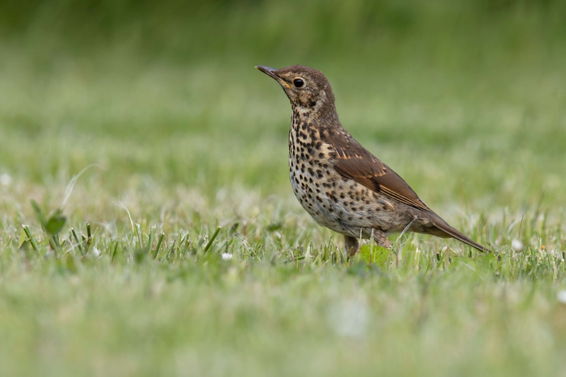 Song Thrush - Isle of Skye - Scotland