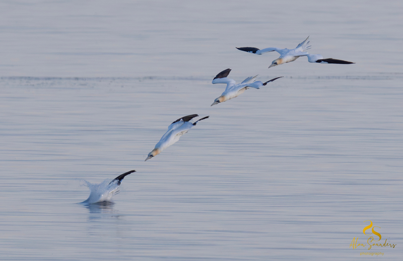 Gannet Diving - Kildonan - Isle of Arran
