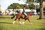 SBM_54337