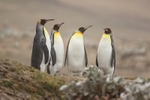 Four King Penguins, Saunders Island, Falklands