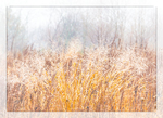 WINTER MEADOW 2017 #2- NORFOLK COUNTY