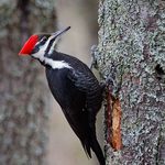 Dryocopus pileatus (female)