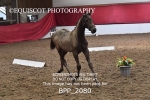 BPP_2080
