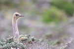 Ostrich (female) head above bushes, Cape Peninsula, South Africa