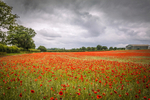 EF6A1846_Field Of Red