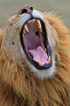 Close-up of yawning Lion in the Masai Mara