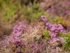 Dartford Warbler