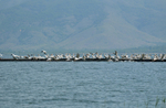 White Pelicans