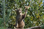 Scottish Wildcat