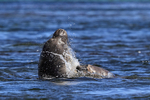 Elephant Seals fighting in sea, Carcass Island, Falklands