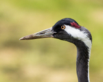 20140419-3K8A0387
