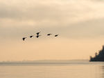 GEESE AT DUSK, 2018 - PORT RYERSE