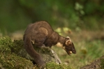 Pine Marten