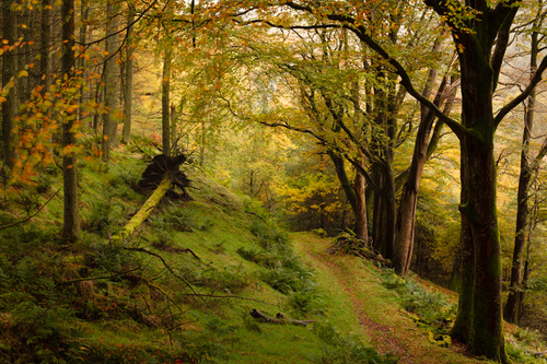 Lovely diffused afternoon light on a breezy autumnal day. I took a similar 'Spring' shot earlier in the year from a s…