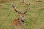 Red Deer