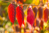 20161031-3K8A9024-2