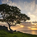 Tree at Murlough
